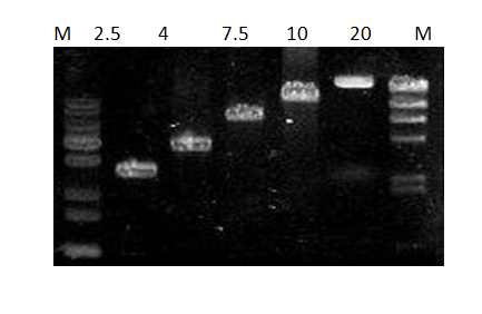 pcr