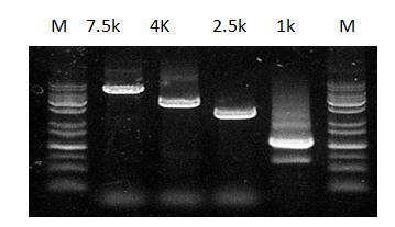 pcr