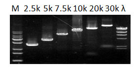 dna