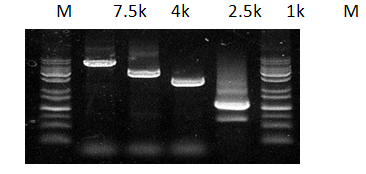 dna